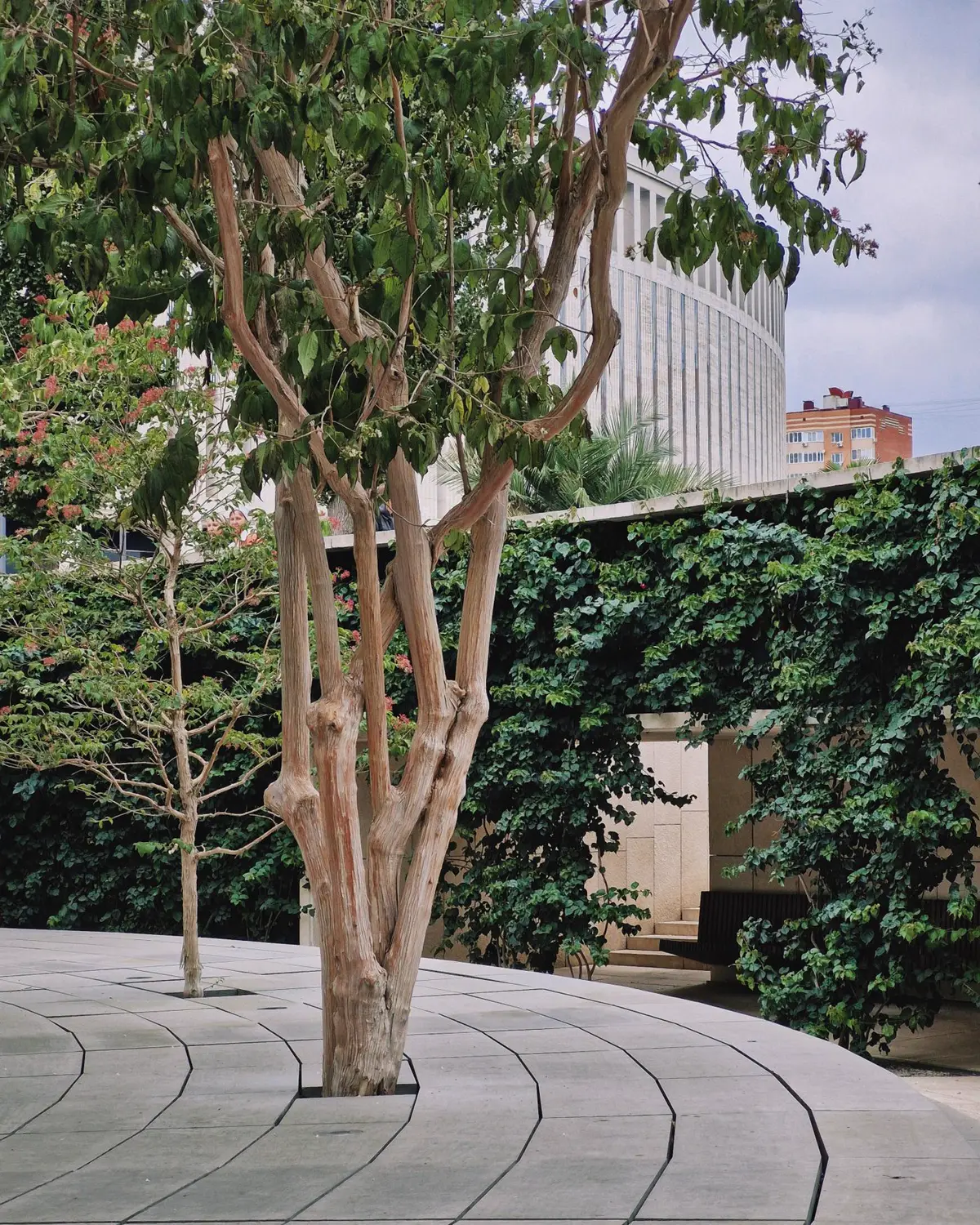 Patio interior con árboles y muros cubiertos de hiedra